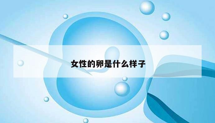 女性的卵是什么样子