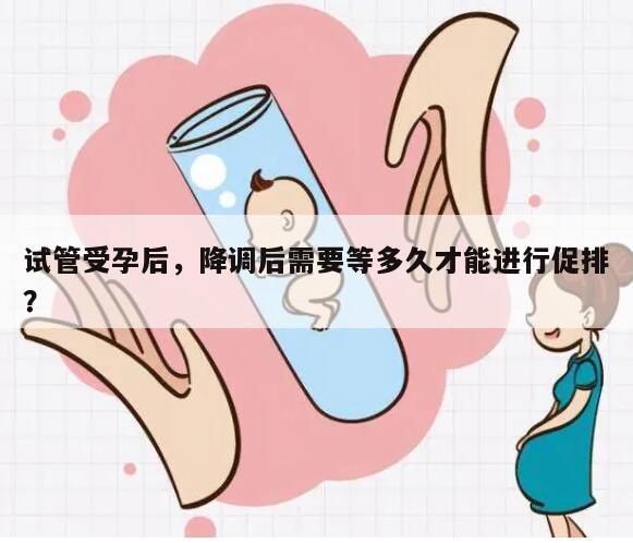 试管受孕后，降调后需要等多久才能进行促排？